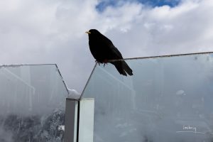 Chocard à bec jaune photographiés au Brévent à Chamonix.