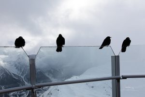 Chocards à bec jaune photographiés au Brévent à Chamonix.