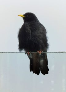 Chocard à bec jaune photographié au Brévent à Chamonix.